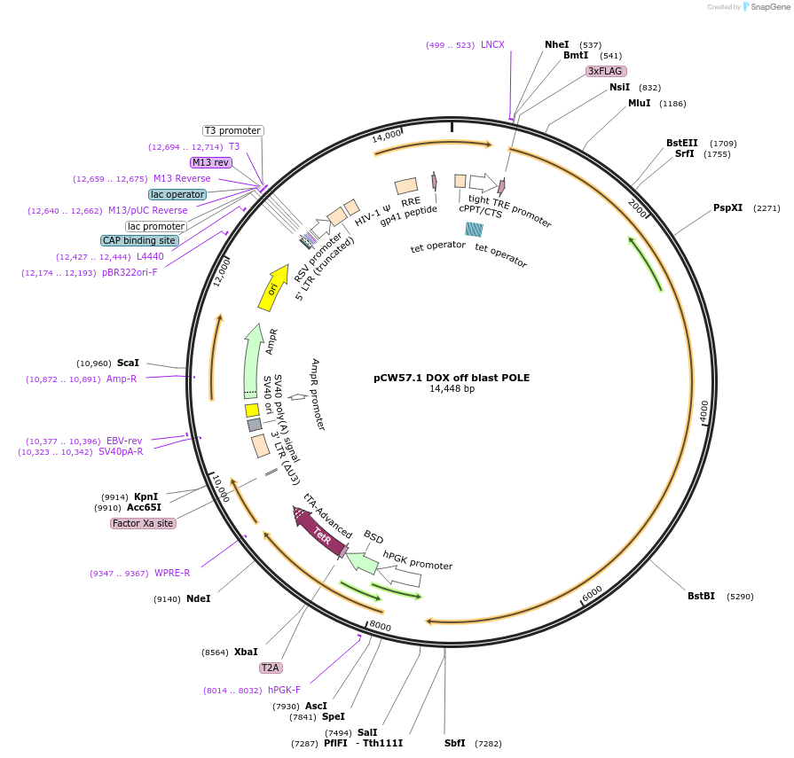 241437-plasmid-map-sequence-id-492172