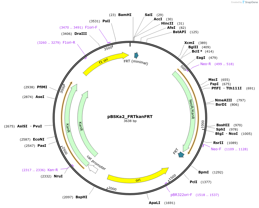 243840-plasmid-map-sequence-id-492175