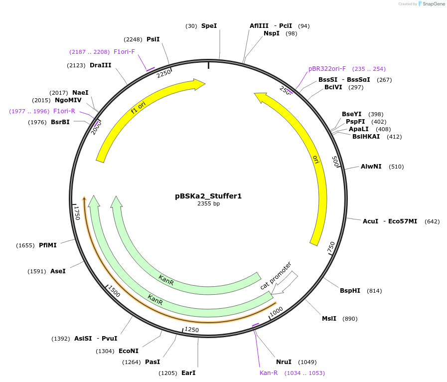 243845-plasmid-map-sequence-id-492179