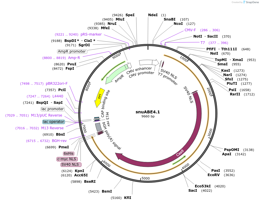 246013-plasmid-map-sequence-id-492306