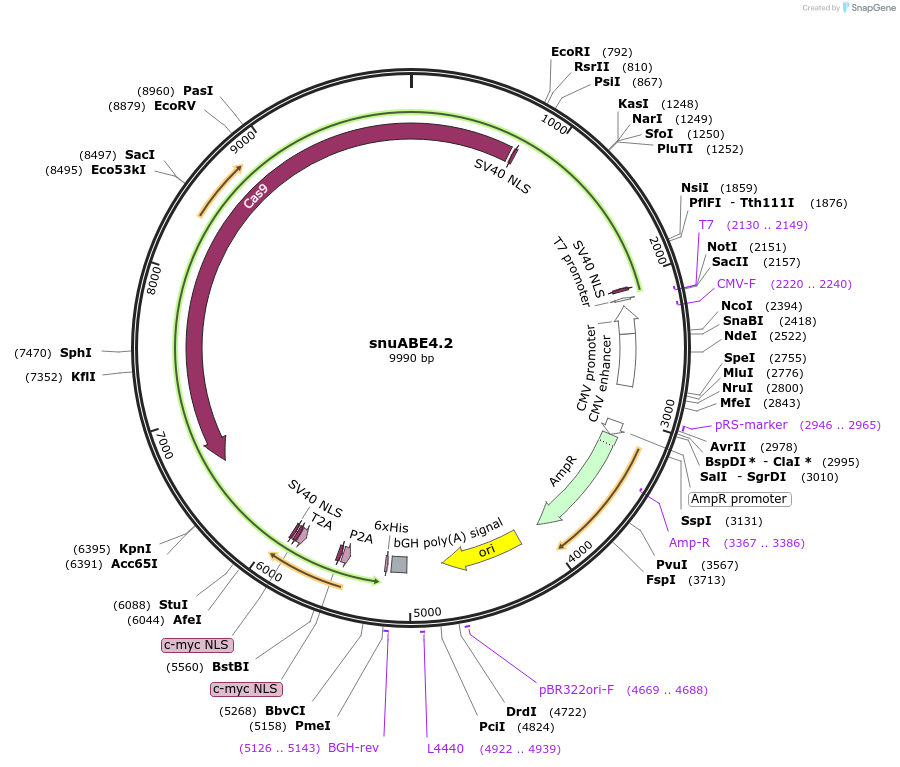 246014-plasmid-map-sequence-id-492308
