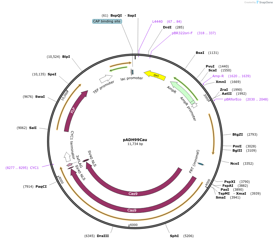 244807-plasmid-map-sequence-id-492361