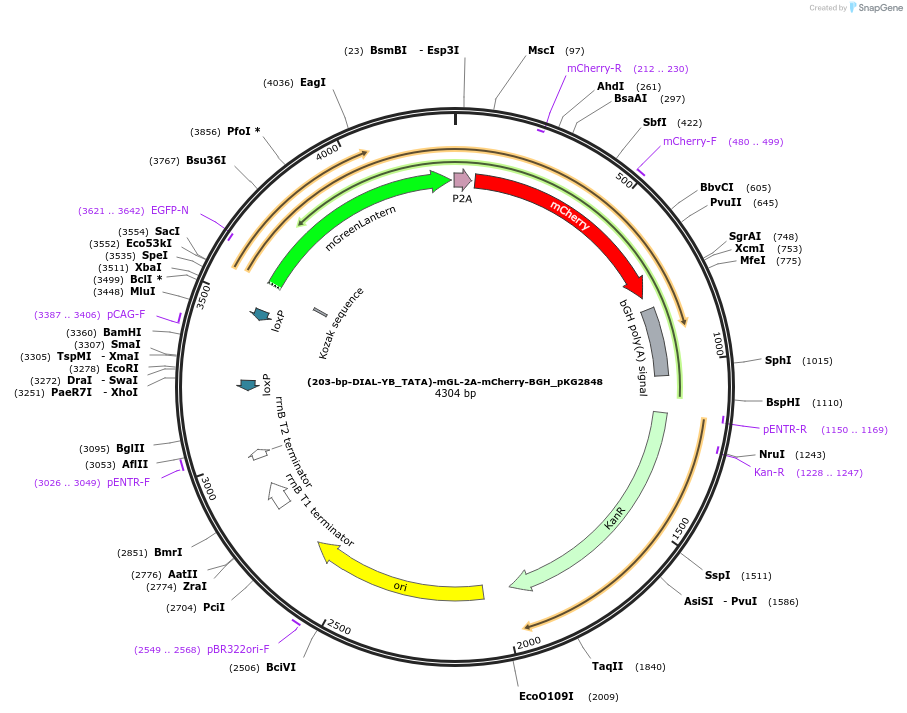 246341-plasmid-map-sequence-id-492408