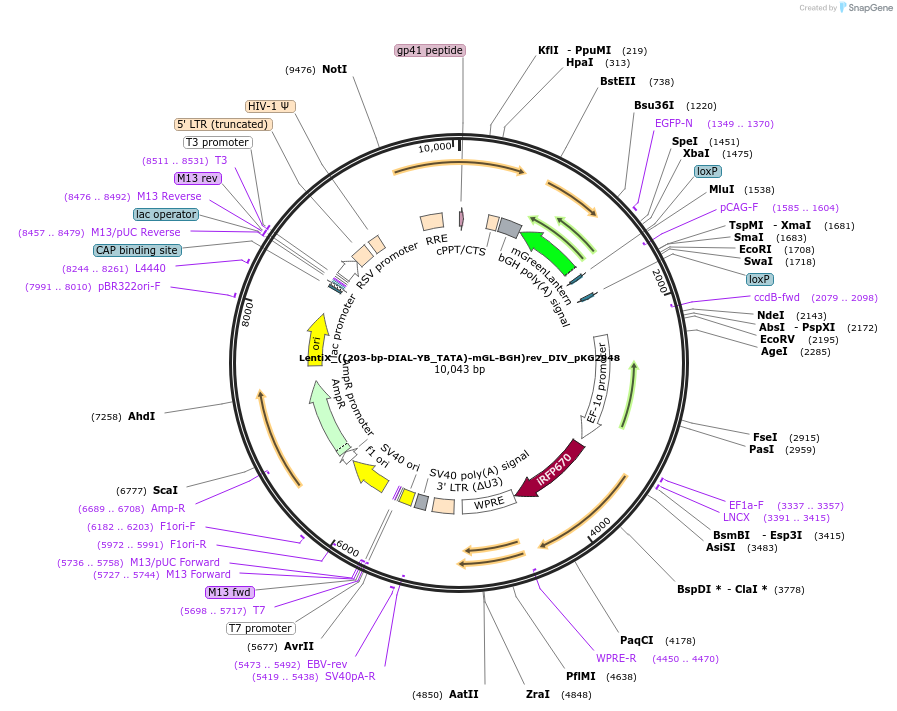 246343-plasmid-map-sequence-id-492412