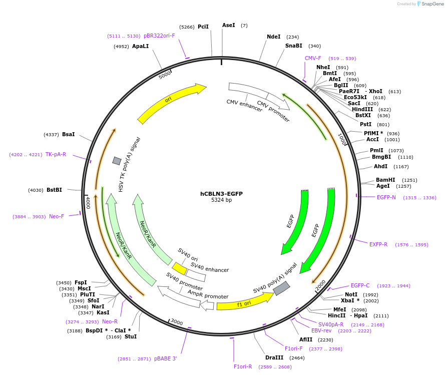 242340-plasmid-map-sequence-id-492417