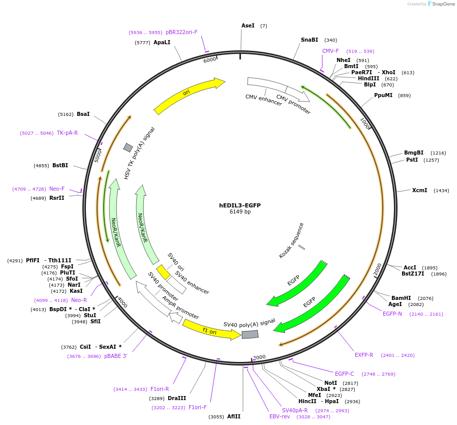 242341-plasmid-map-sequence-id-492418