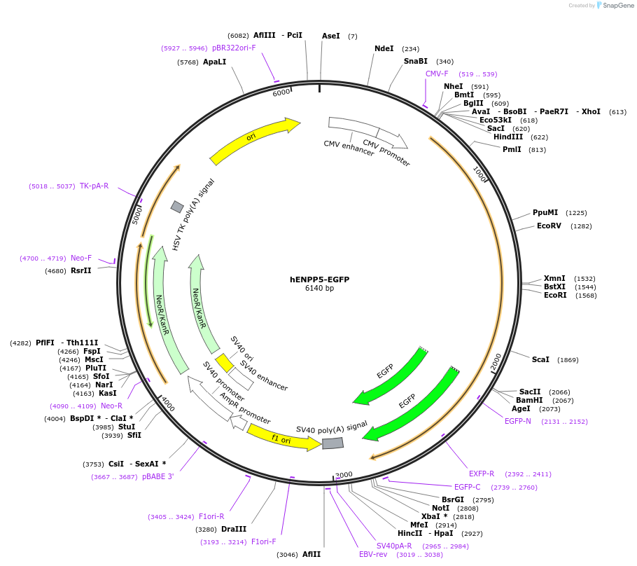 242342-plasmid-map-sequence-id-492422