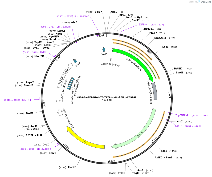 246361-plasmid-map-sequence-id-492427