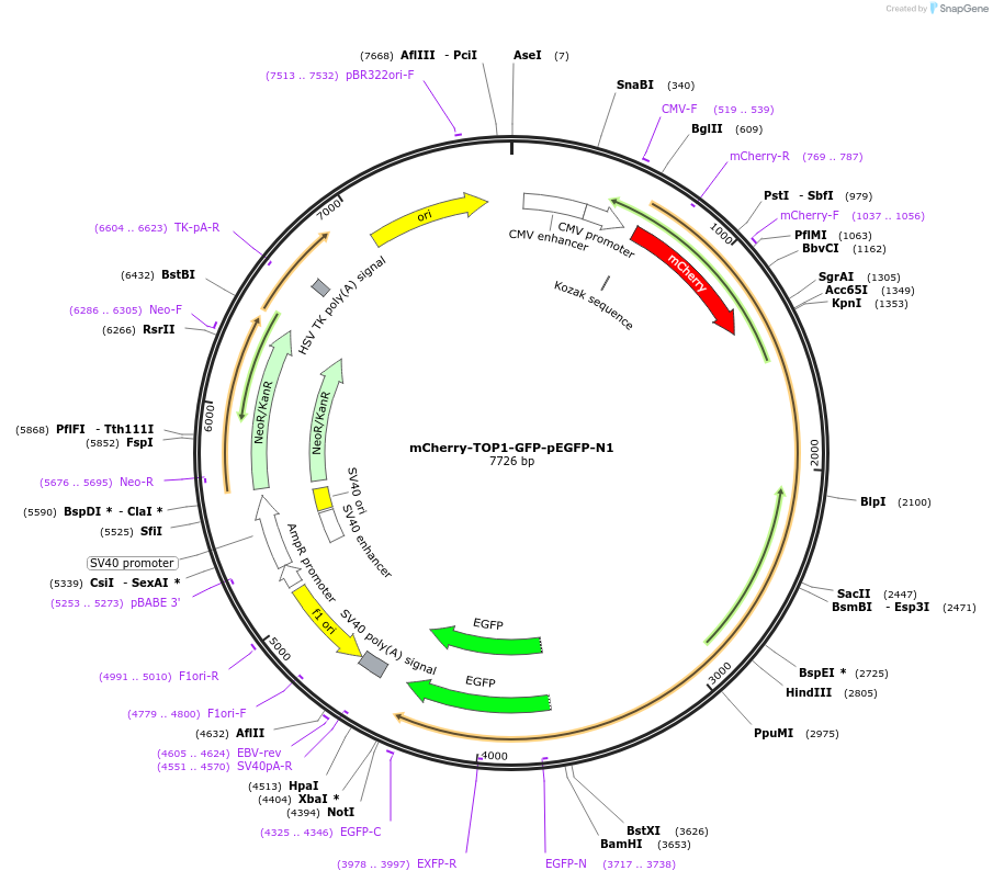 238377-plasmid-map-sequence-id-492430