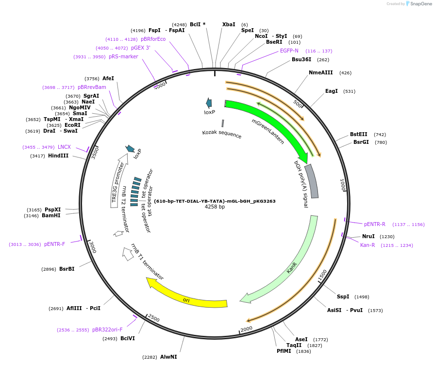 246362-plasmid-map-sequence-id-492436
