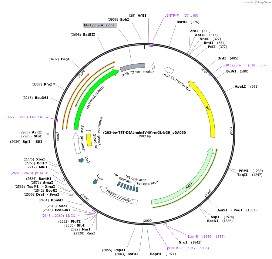 246364-plasmid-map-sequence-id-492438
