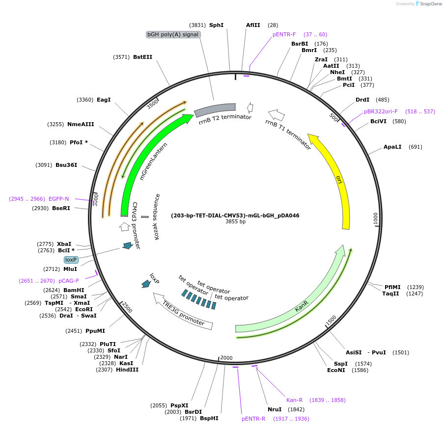 246365-plasmid-map-sequence-id-492440