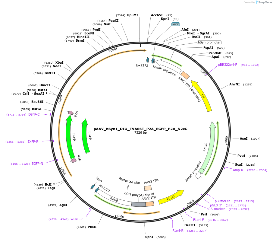 244253-plasmid-map-sequence-id-492449