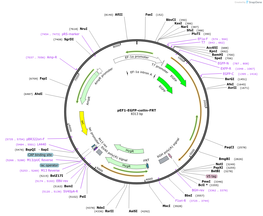 247448-plasmid-map-sequence-id-492501