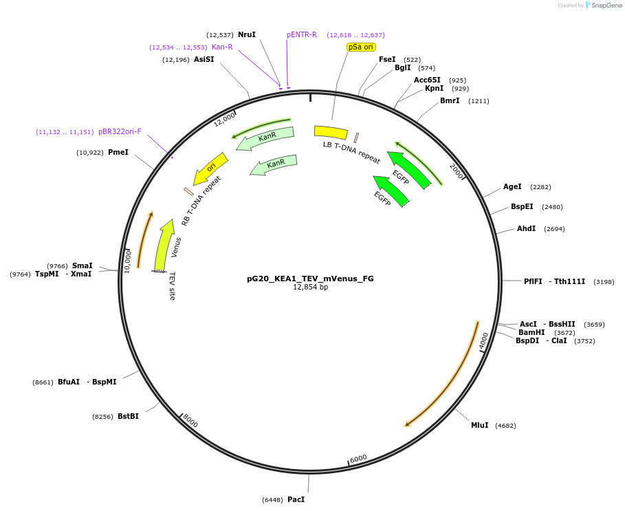 244955-plasmid-map-sequence-id-492507