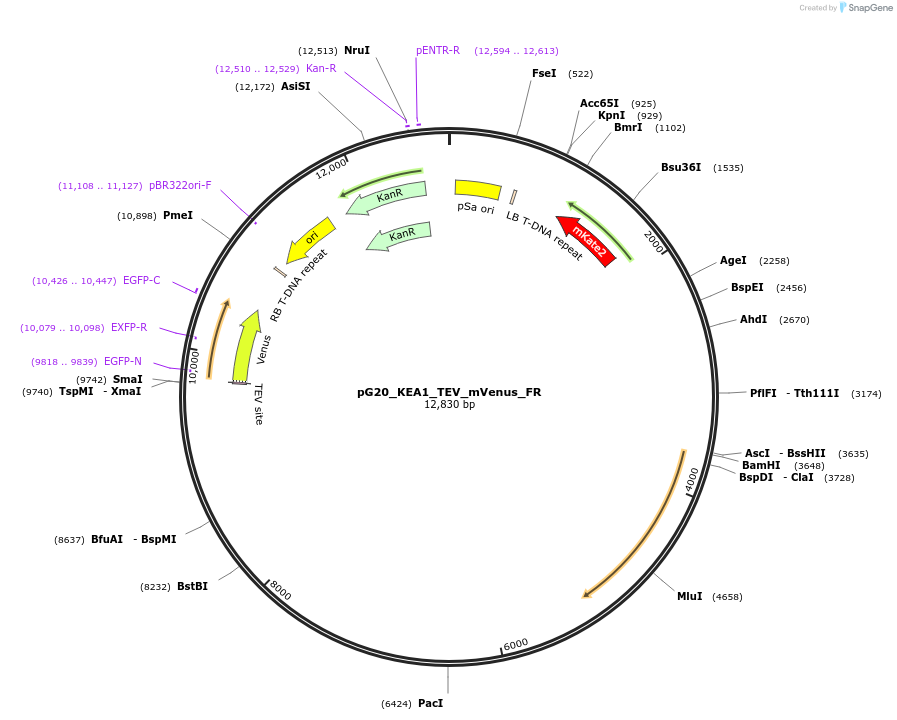 244953-plasmid-map-sequence-id-492511