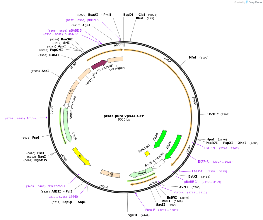 38268-plasmid-map-sequence-id-492537
