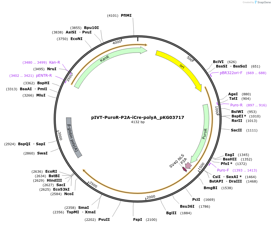246369-plasmid-map-sequence-id-492544