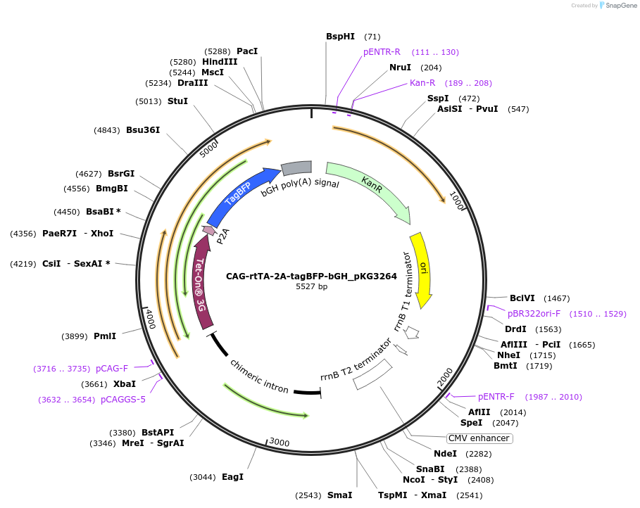 246372-plasmid-map-sequence-id-492549
