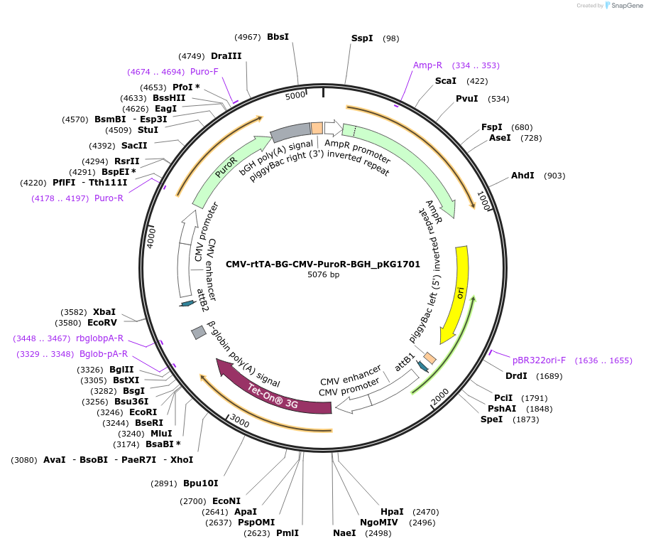 246376-plasmid-map-sequence-id-492551