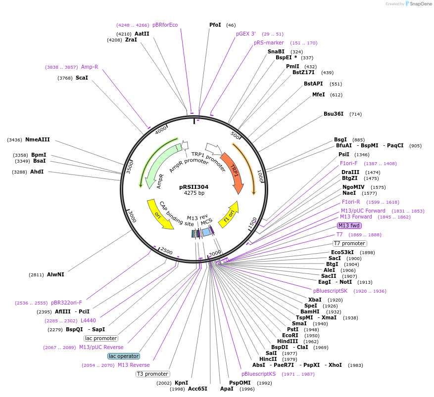 35437-plasmid-map-sequence-id-49256