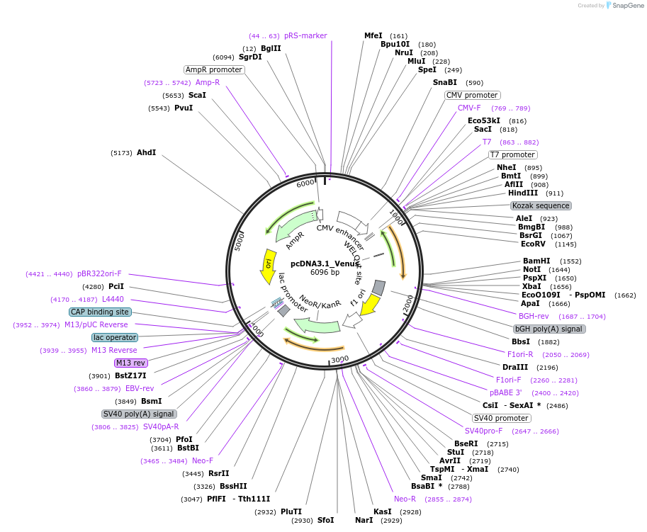 247761-plasmid-map-sequence-id-492576