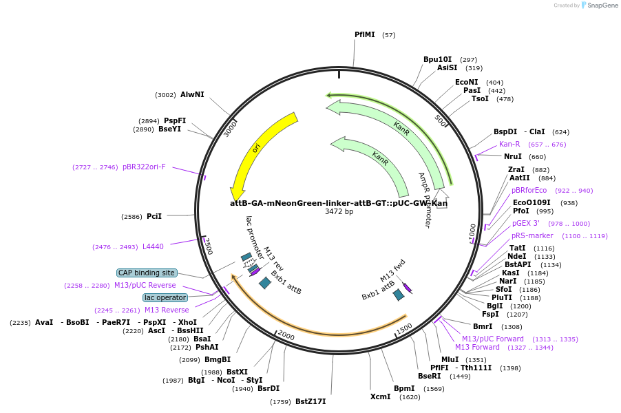 244898-plasmid-map-sequence-id-492593