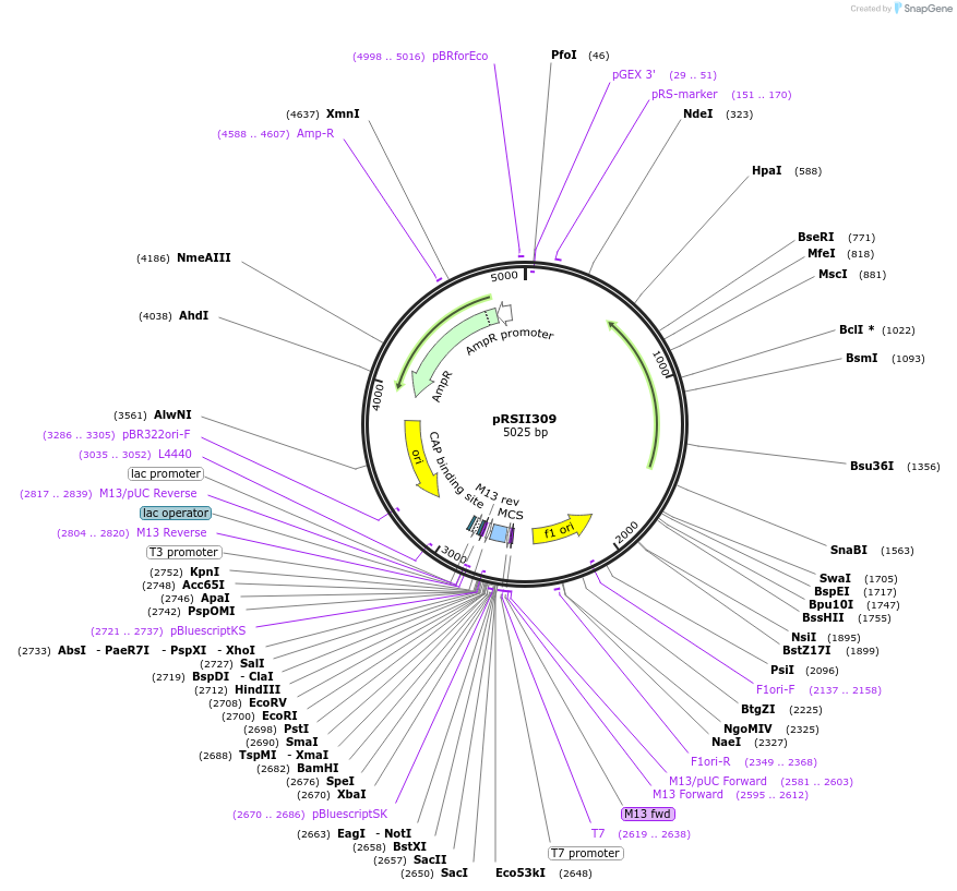 35445-plasmid-map-sequence-id-49260