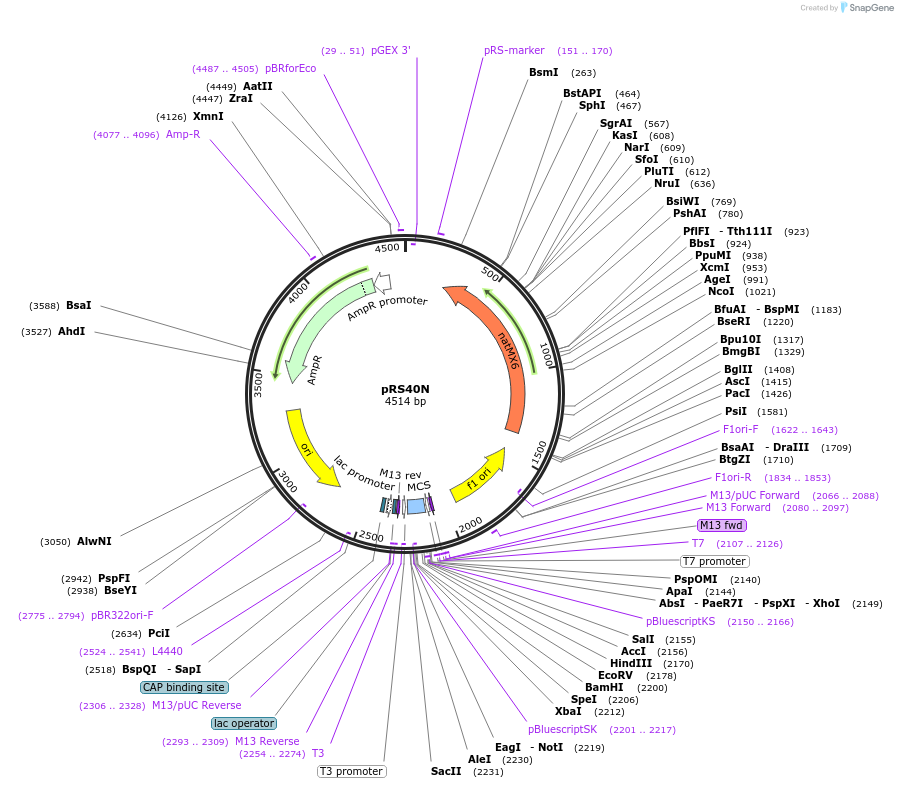 35480-plasmid-map-sequence-id-49261