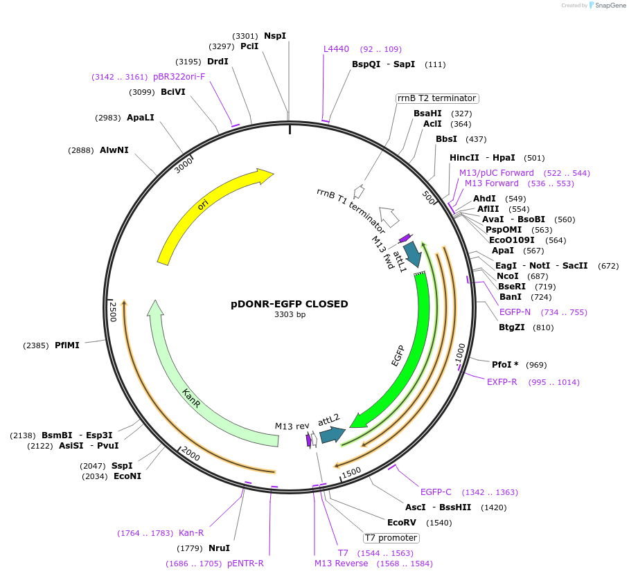 241951-plasmid-map-sequence-id-492617