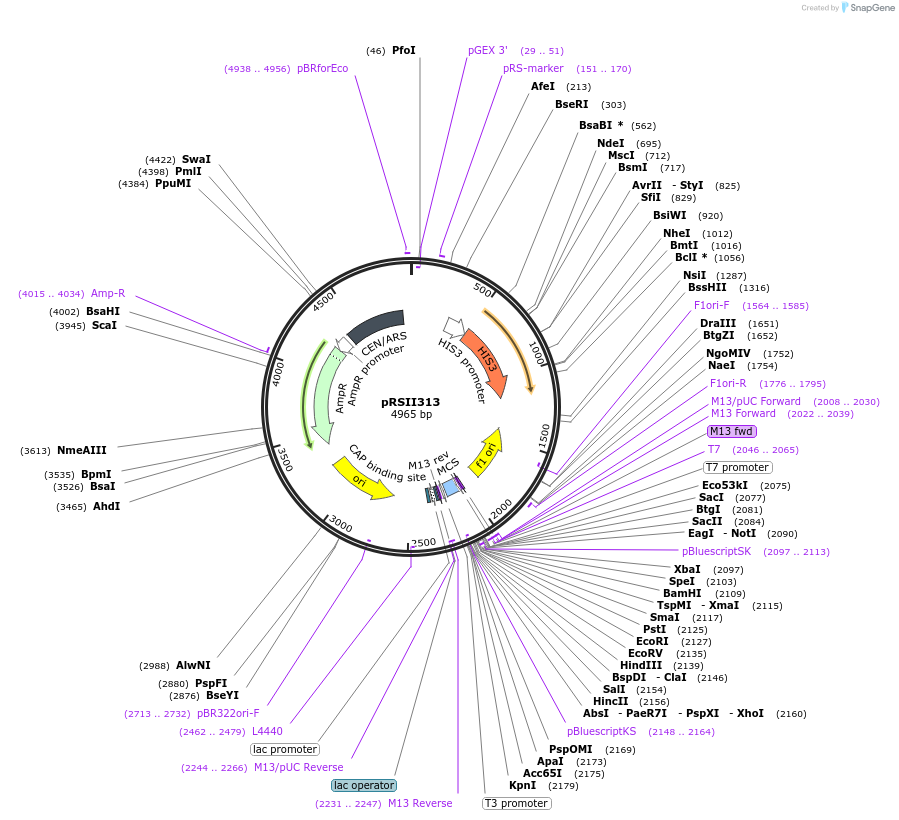 35449-plasmid-map-sequence-id-49262