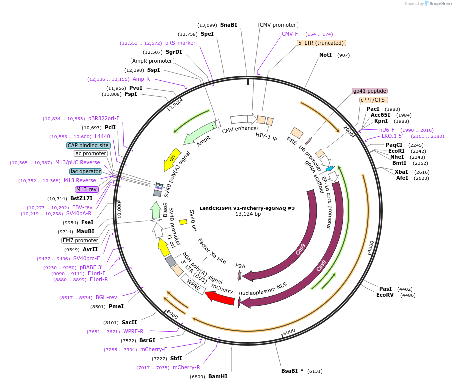241962-plasmid-map-sequence-id-492621