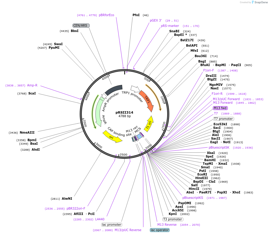 35451-plasmid-map-sequence-id-49263