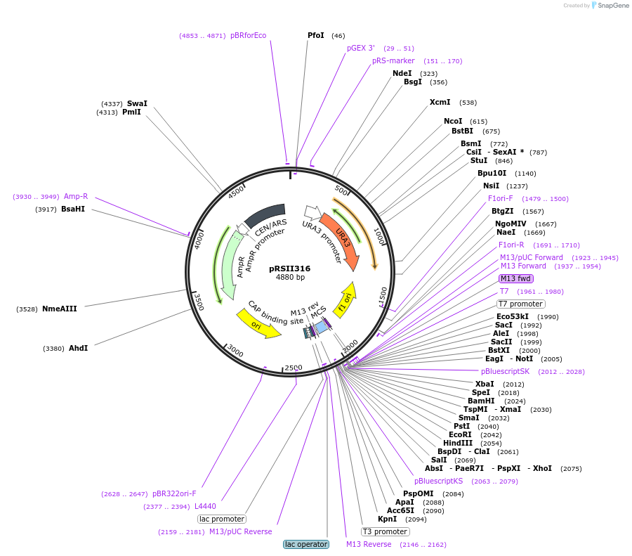 35455-plasmid-map-sequence-id-49265