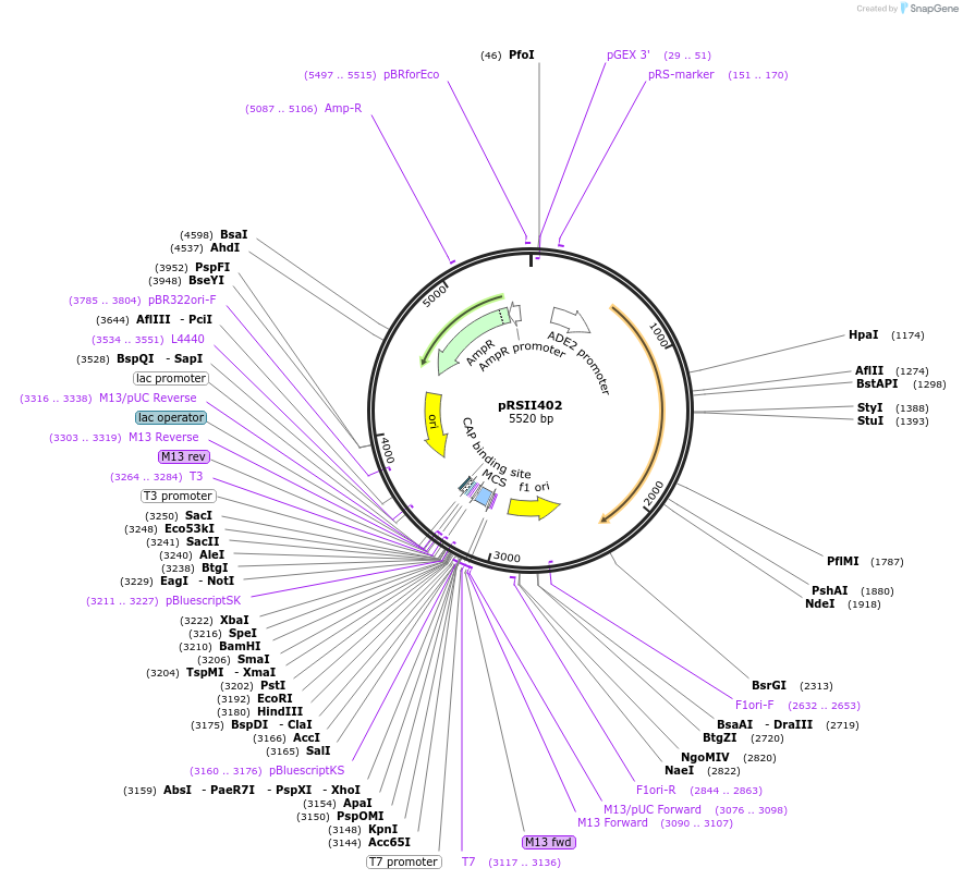 35434-plasmid-map-sequence-id-49267