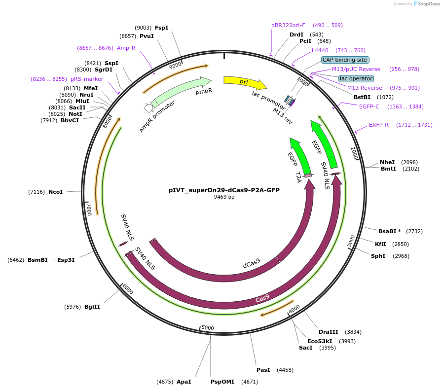 247166-plasmid-map-sequence-id-492671