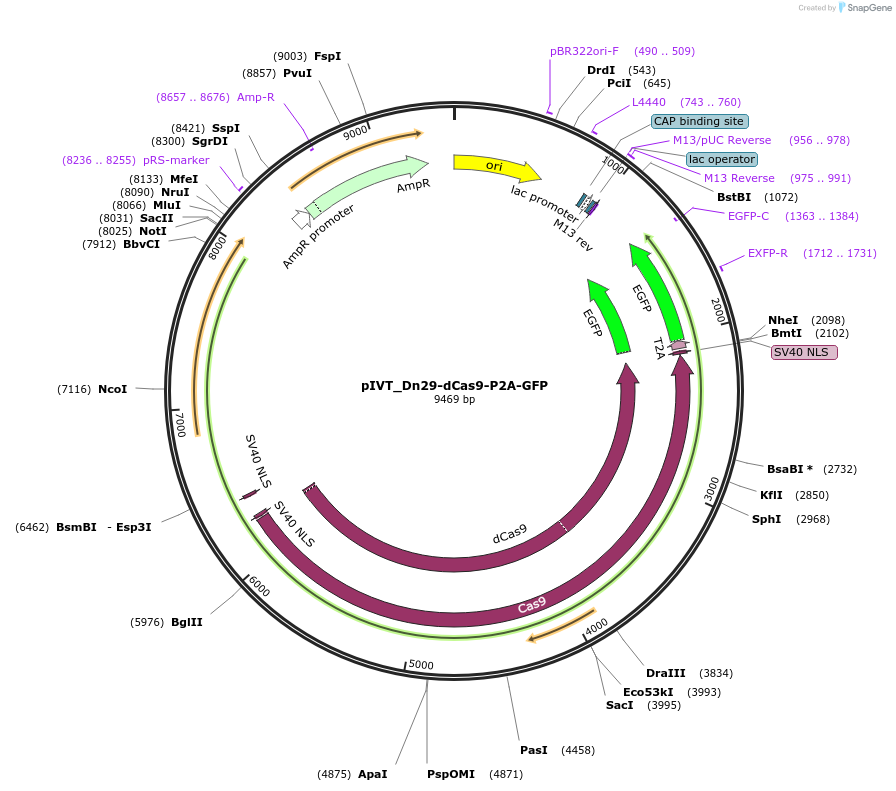 247165-plasmid-map-sequence-id-492678