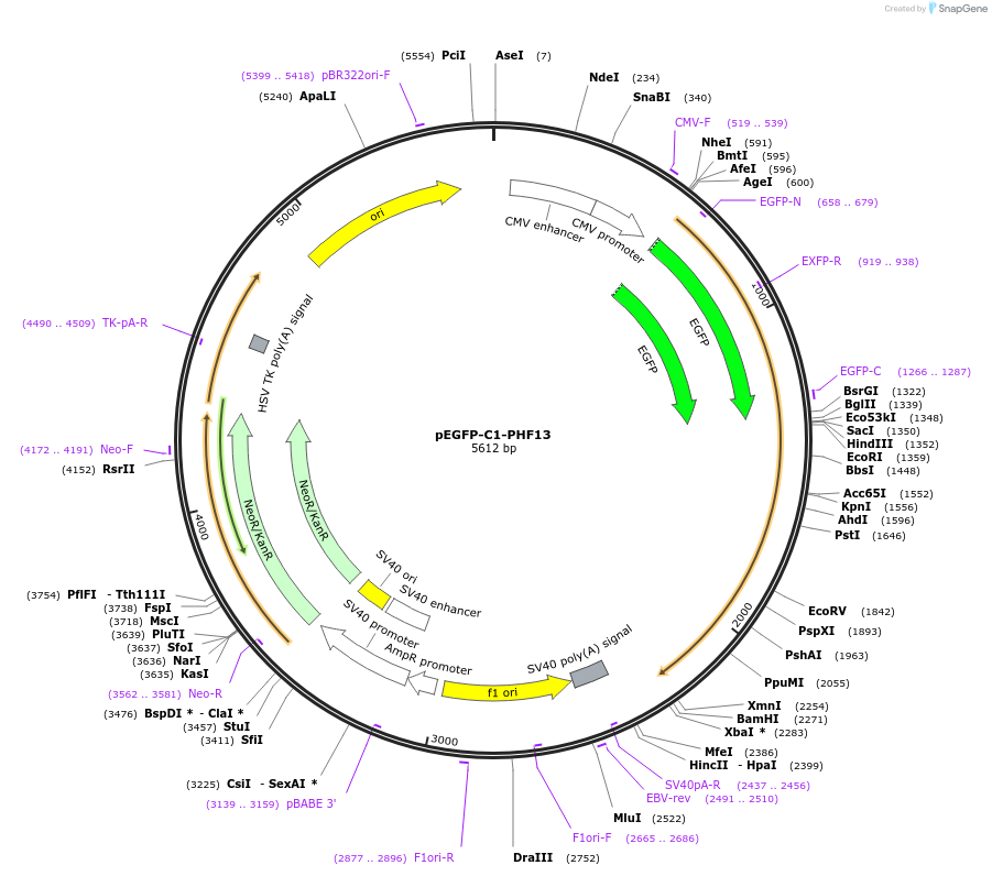 246093-plasmid-map-sequence-id-492686