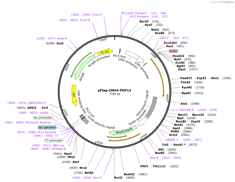 246094-plasmid-map-sequence-id-492687