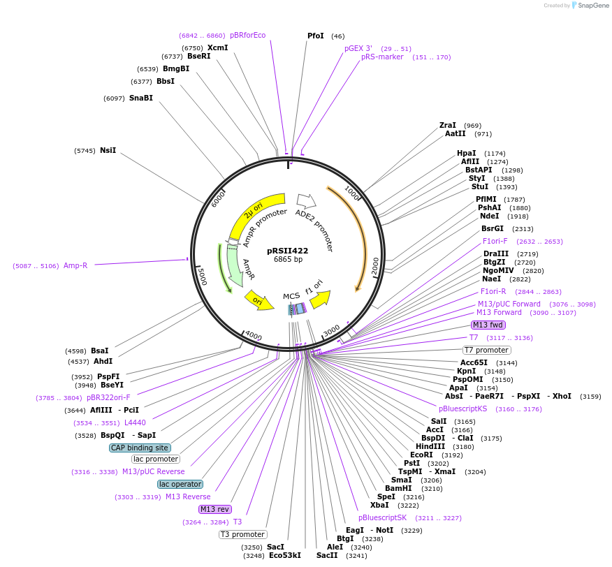 35462-plasmid-map-sequence-id-49273