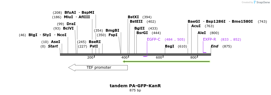 49275_map
