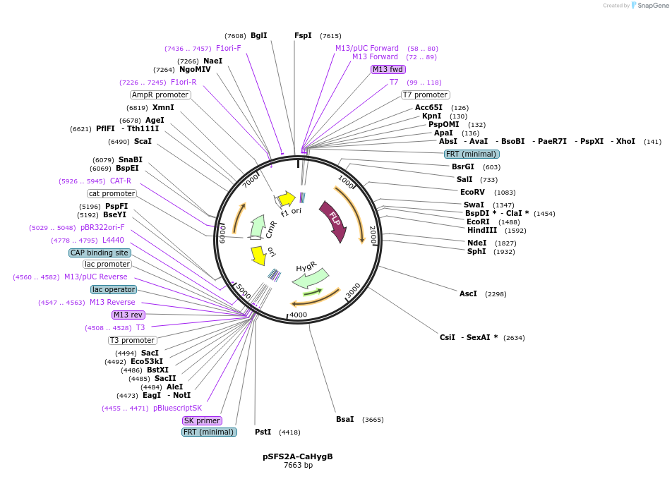 189564-plasmid-map-sequence-id-492801