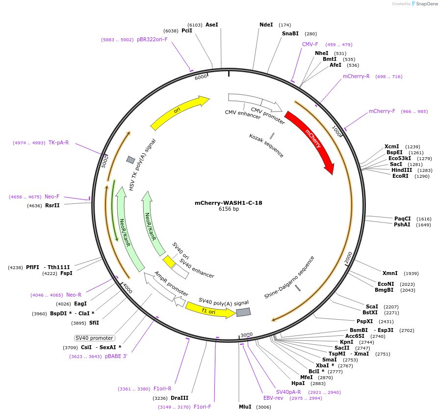 55162-plasmid-map-sequence-id-492813