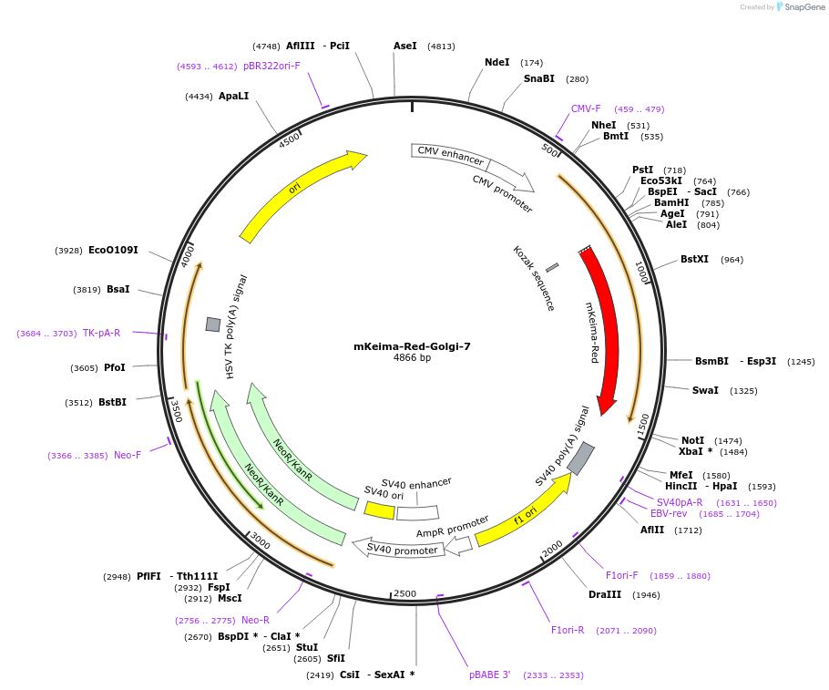 56014-plasmid-map-sequence-id-492856
