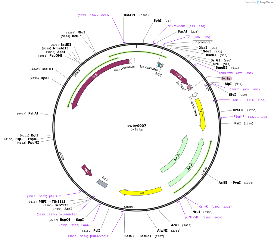 232216-plasmid-map-sequence-id-492860