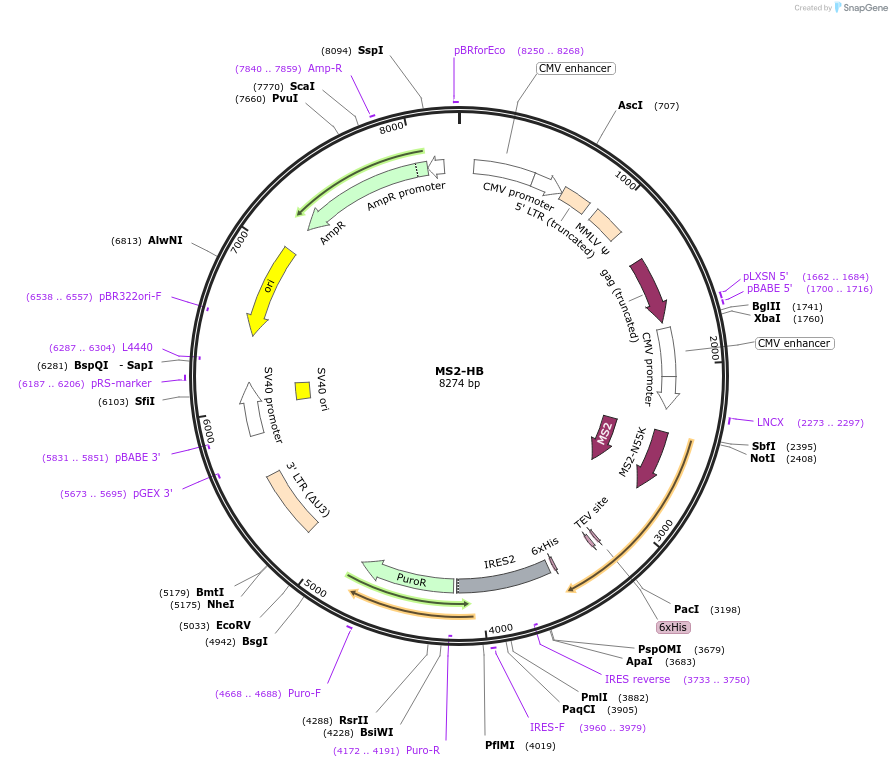 35573-plasmid-map-sequence-id-492864
