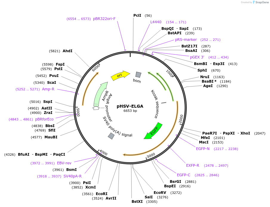 246796-plasmid-map-sequence-id-492867