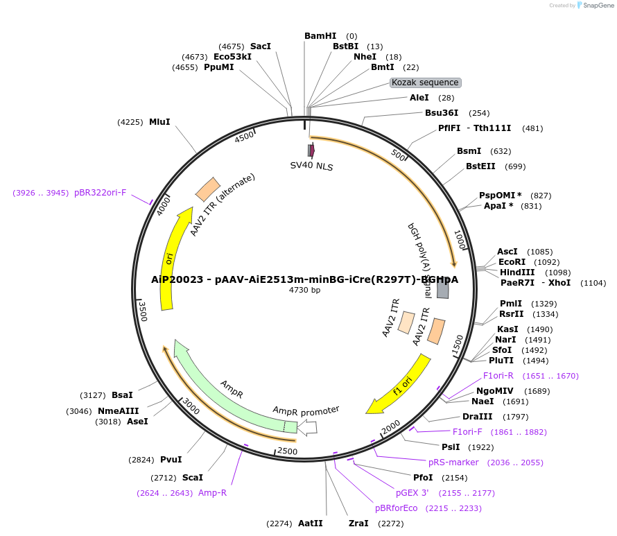 240838-plasmid-map-sequence-id-492873