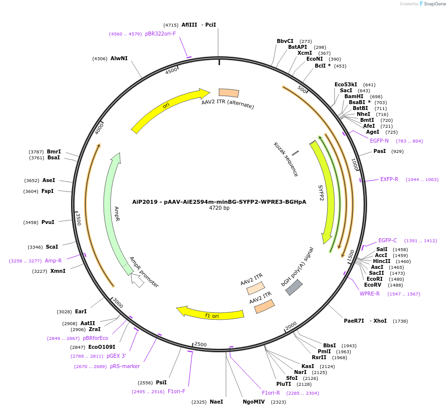 240835-plasmid-map-sequence-id-492874