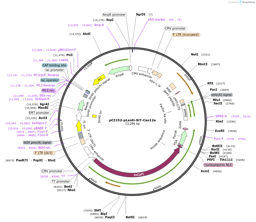 128405-plasmid-map-sequence-id-492876